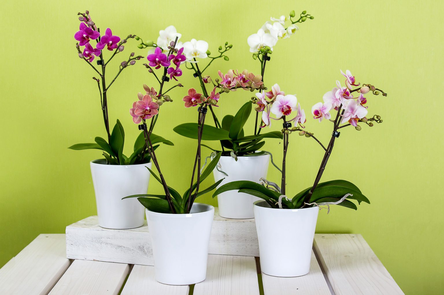 5 Tips For Growing Orchids For Beginners The Urban Gardener