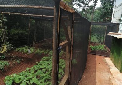 Backyard Garden