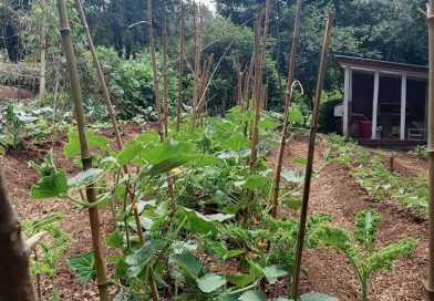 Backyard Garden