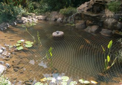 Pond Garden