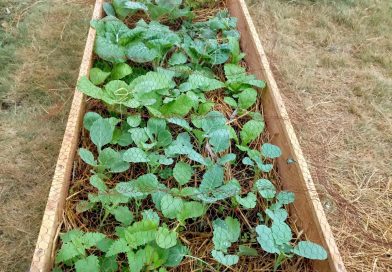 Raised Bed Gardens