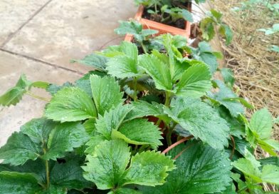 Container Gardens