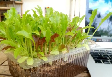 Microgreen Gardening