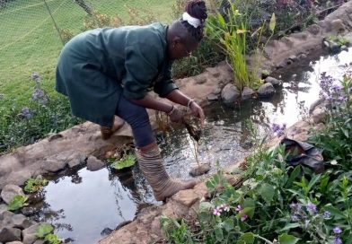 Pond Gardens