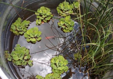 Water Garden