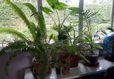 Classroom Garden