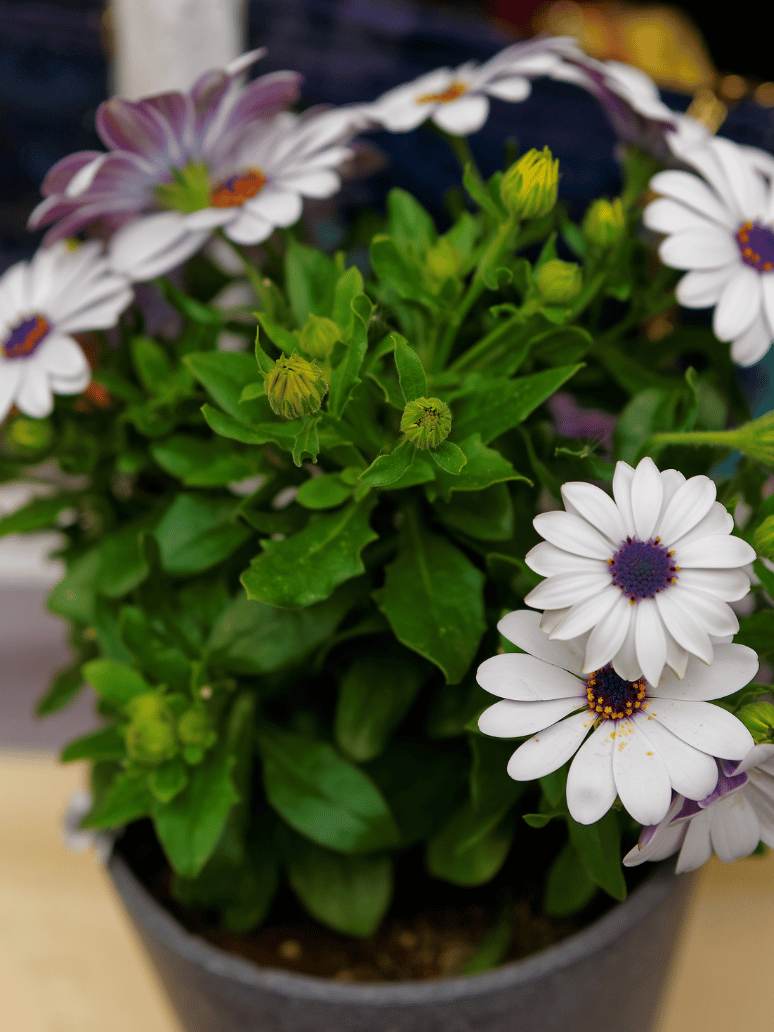 How To Grow African Daisy In Containers A Beginners Guide The Urban