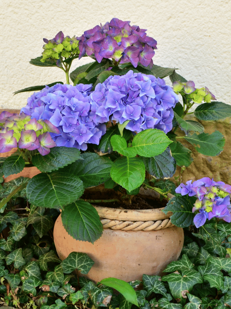 How To Grow Hydrangea In Containers A Beginners Guide The Urban Gardener