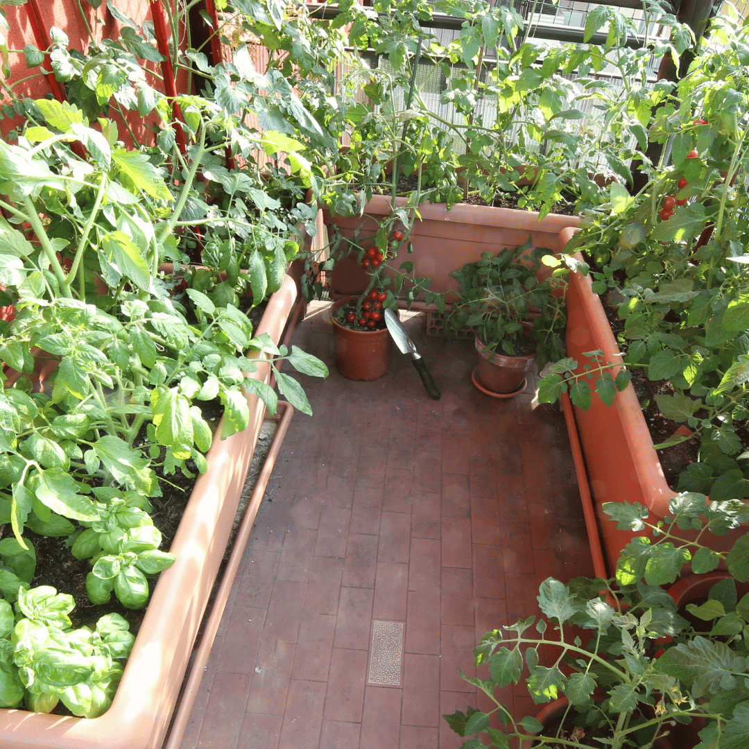 10 EasytoGrow Vegetables for Urban Gardeners The Urban Gardener
