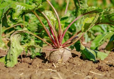 How To Grow Beetroot