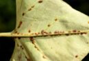 A BAsic Guide To Scale Insects