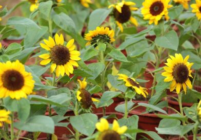 How To Grow Sunflowers