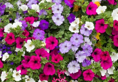 How To Grow Petunia