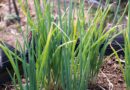 How to grow Spring Onion
