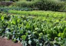 How to grow Swisschard / Spinach