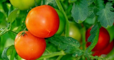 How To Grow Tomatoes