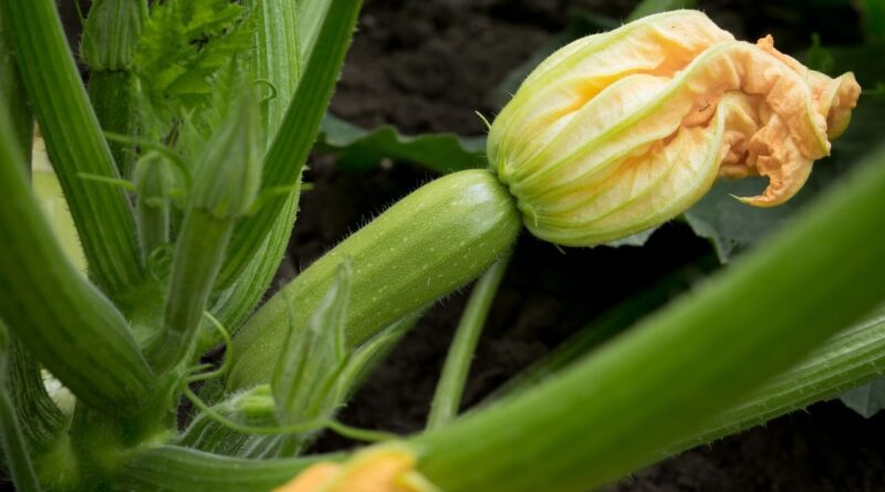 How to grow Zucchini