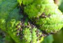 A Basic Guide To Aphids