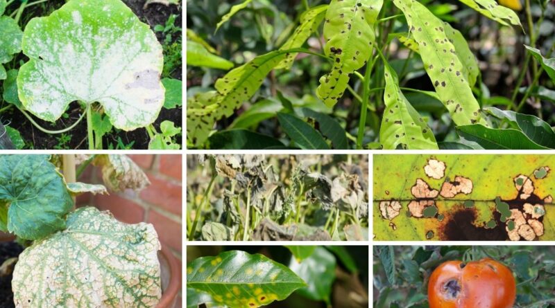10 Common Diseases in Urban Gardens