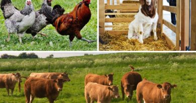 How To Manage Farm Animal Manure
