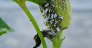 A Basic Guide To Mealybugs